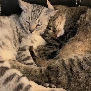 Meet your Posher, Annie